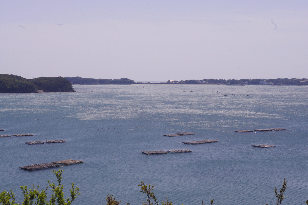魚つき保安林からの眺め、山側から湾外への潮の流れがはっきりと見えた。この潮の途中にたくさんの岩牡蠣を吊るした筏が並んでいる。