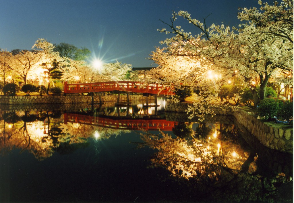 4 九華公園夜桜