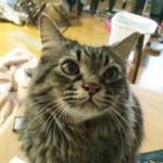 avatar for こはる