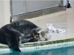 ナイトアクアリウムの思い出〜鳥羽旅館組合×鳥羽水族館のプレミアムナイトで出会った夜の動物たち〜